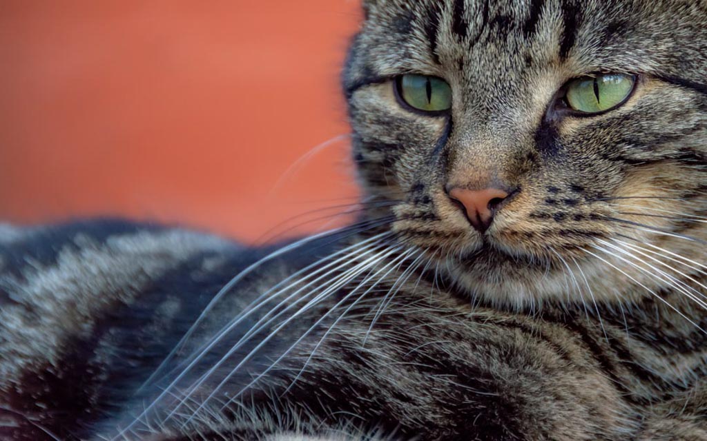 Nahaufnahme einer gestreiften Tabby-Katze mit markanten grünen Augen und scharfen Schnurrhaaren vor einem unscharfen orangefarbenen Hintergrund